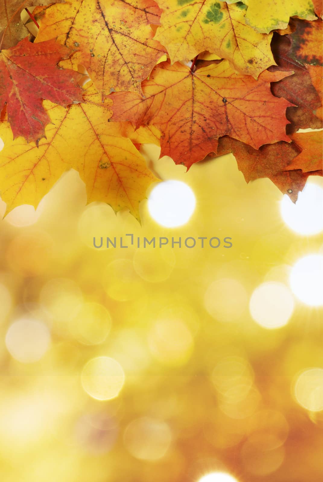 maple leaves