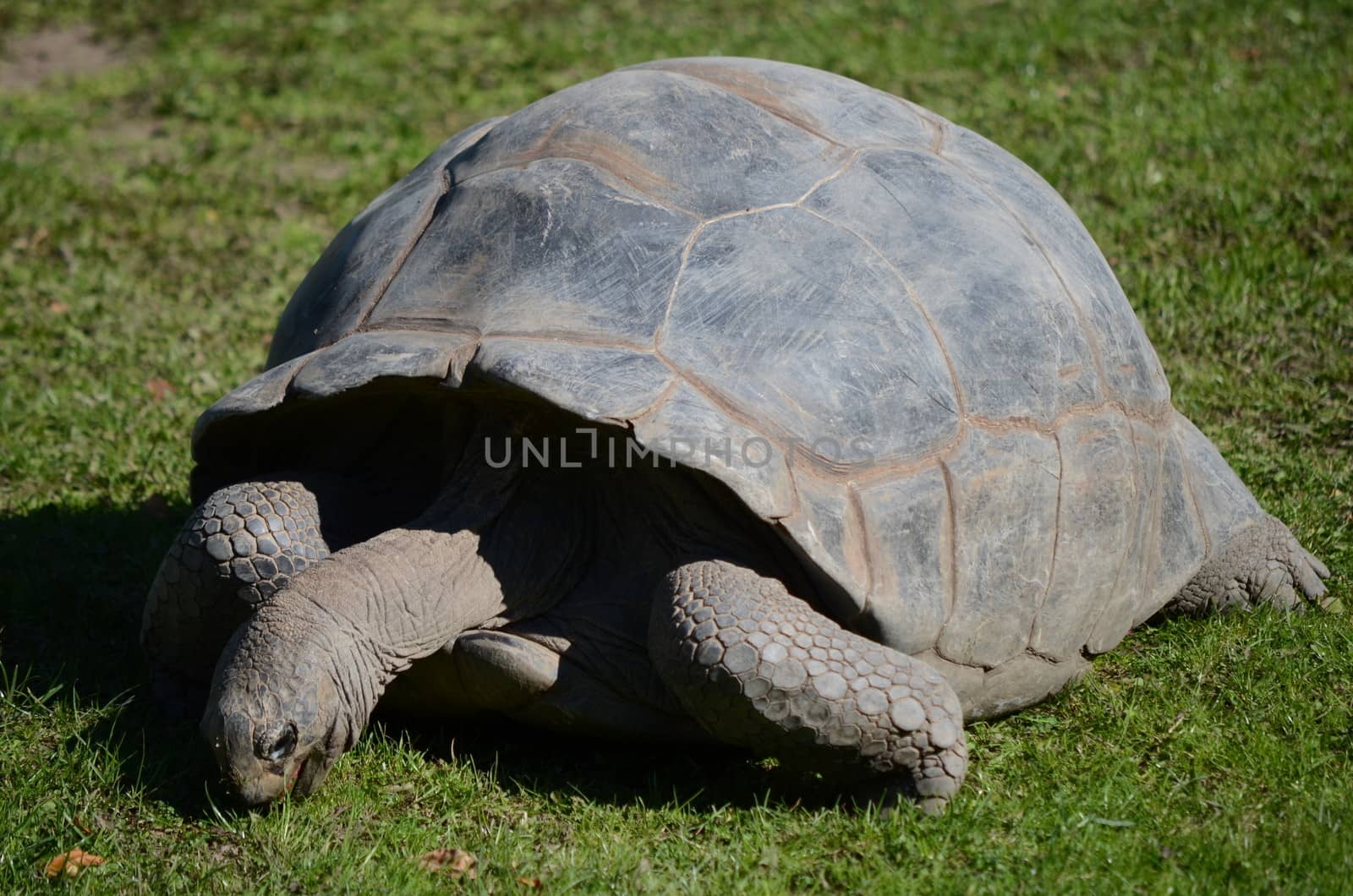 giant turtle