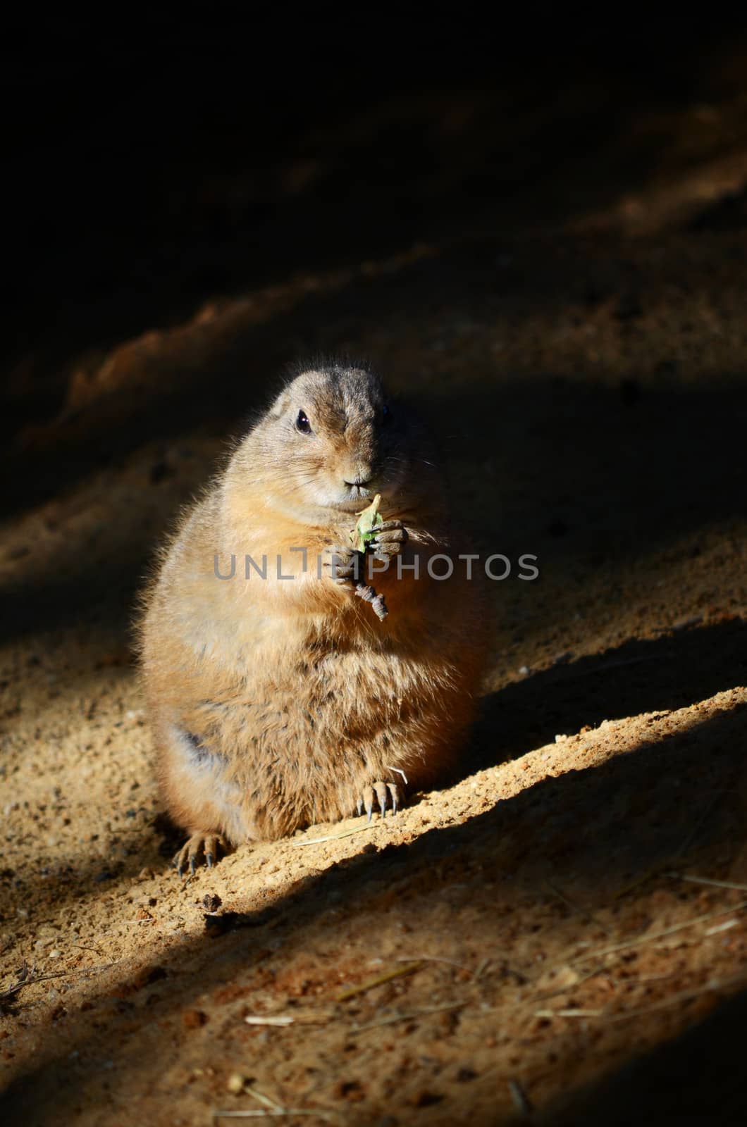 groundhog
