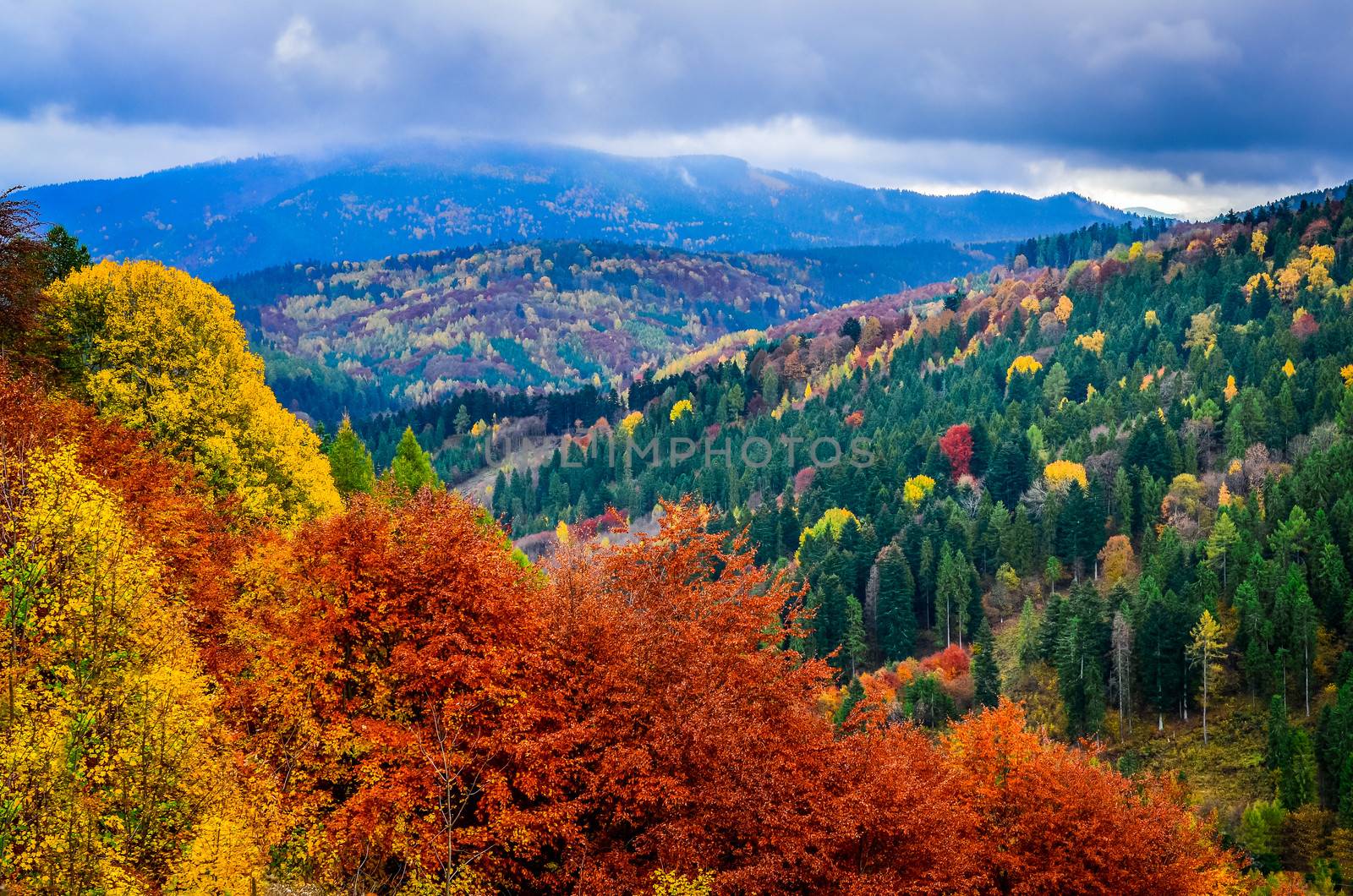 Landscape view of colorful autumn foliage forrest at cloudy day by martinm303