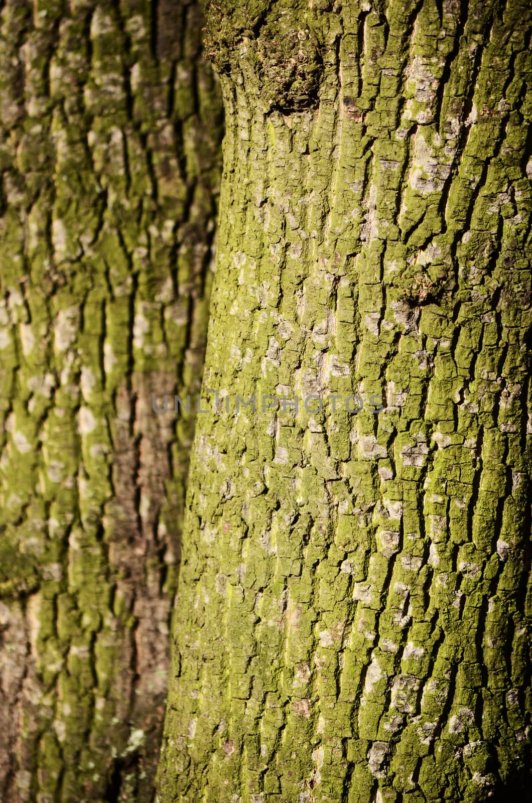 maple tree skin by sarkao