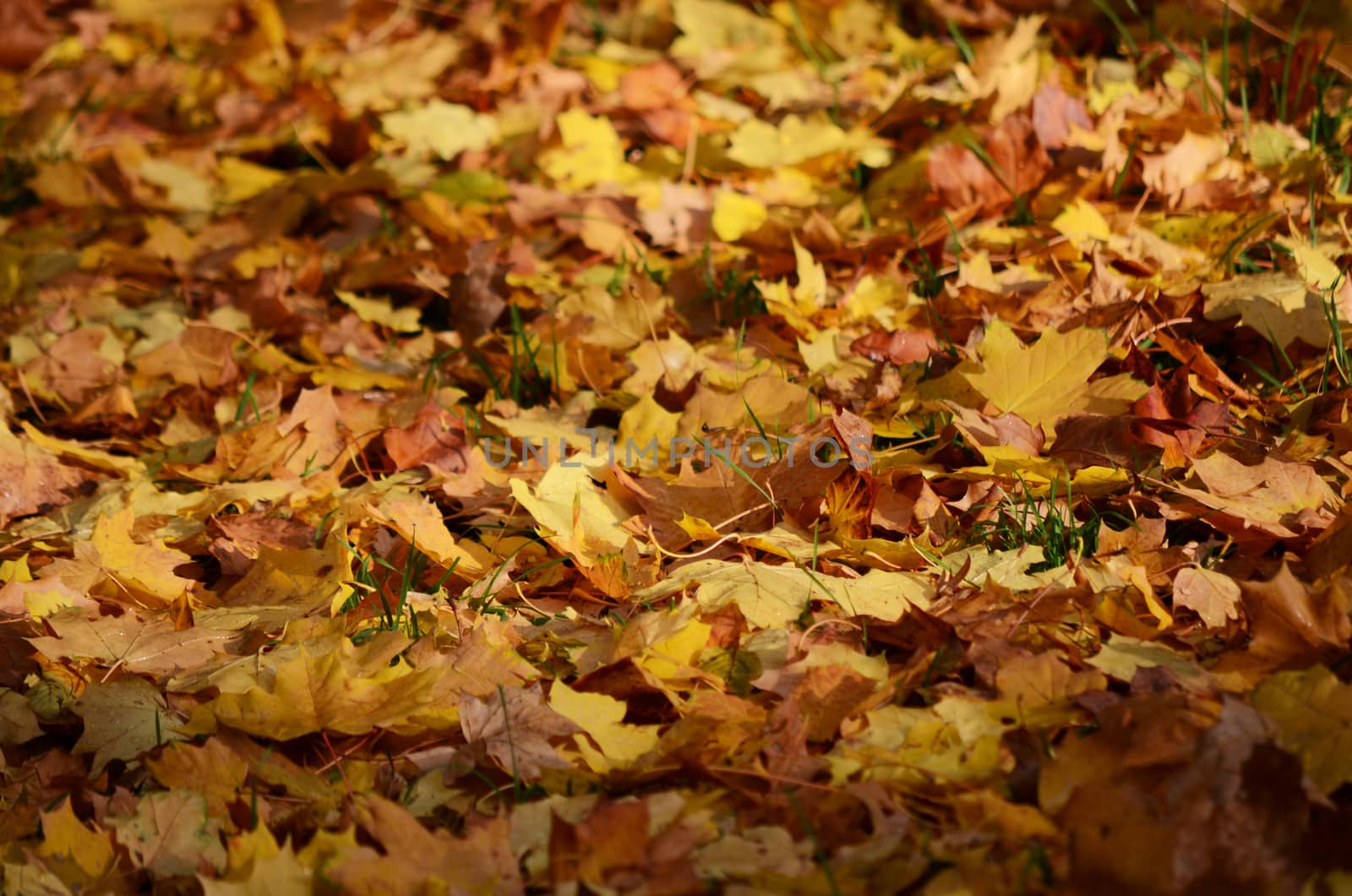 maple leavesn in autumn by sarkao