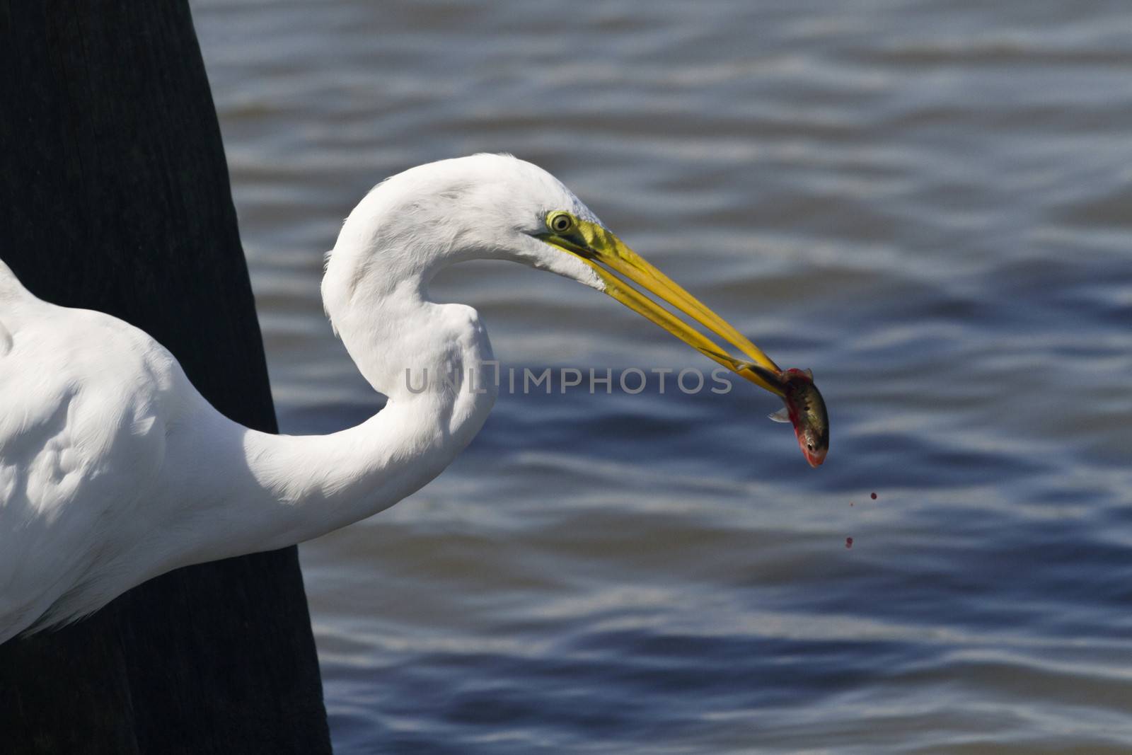 Elegant egret spears small fish at South Carolina's Huntingdon Beach State Park.  Blood drops in natural scene with wood pier piling on left and water on right; 