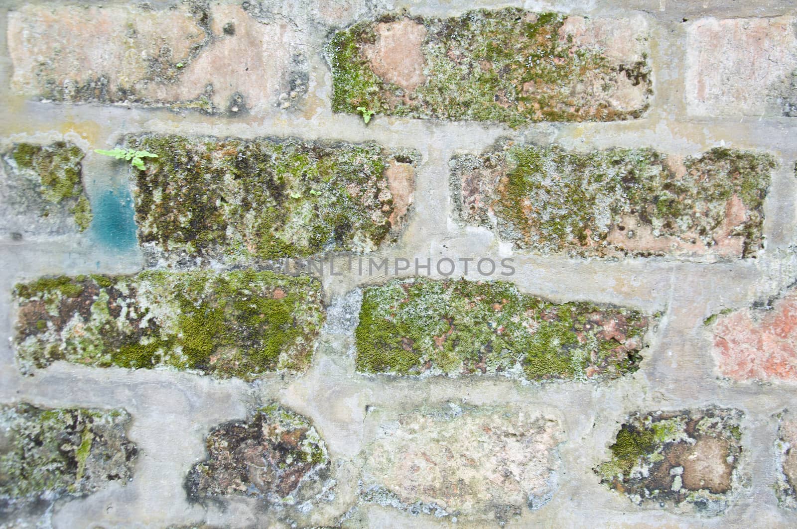 Little plant on old wall by buffaloboy