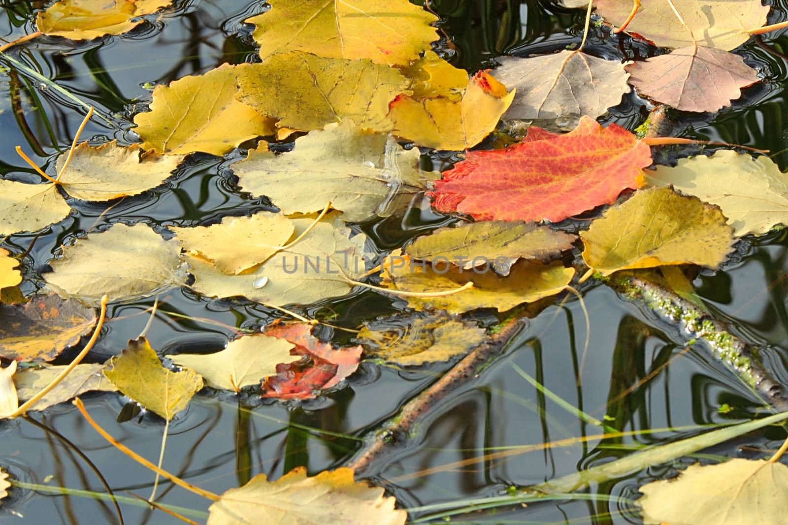 Autumn leaves, fallen from the trees on the shore of the lake lie on the surface of the water.
