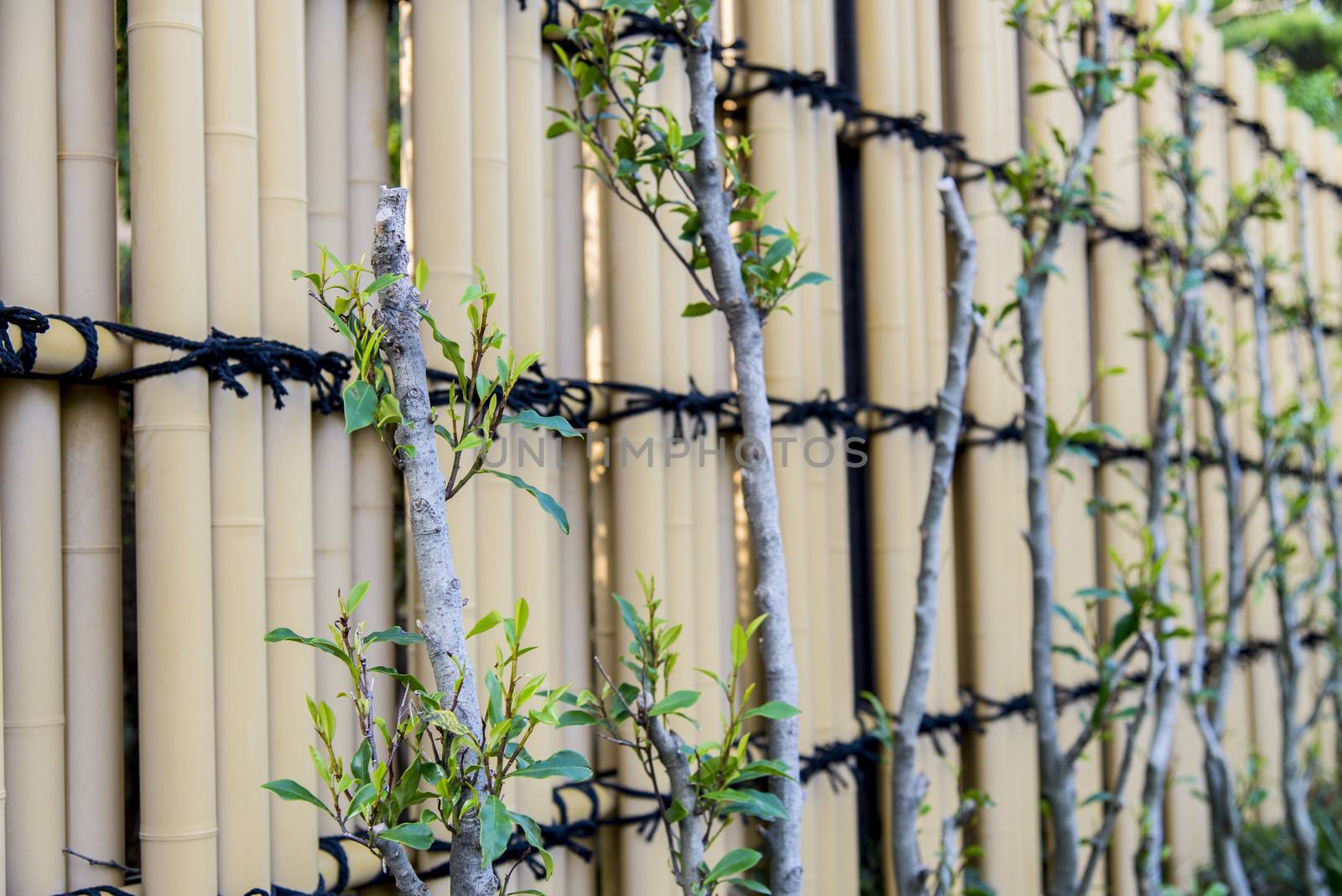 Bamboo fence1