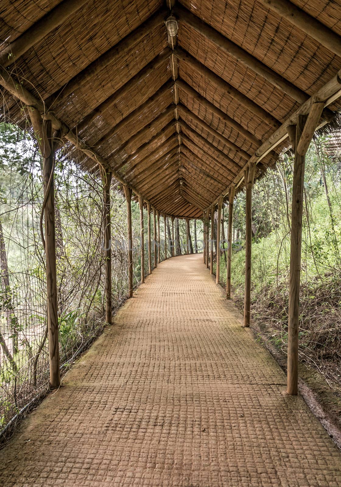 path in the forest by gilmanshin