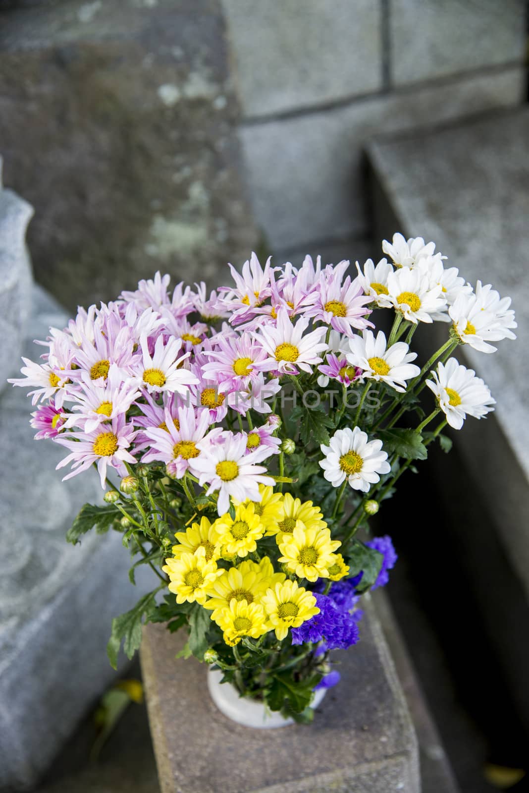 Chrysanthemum in the vase by gjeerawut