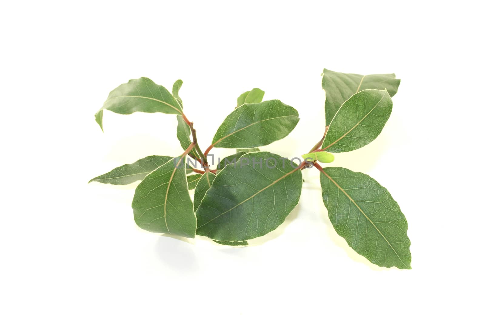 fresh green Laurel by discovery