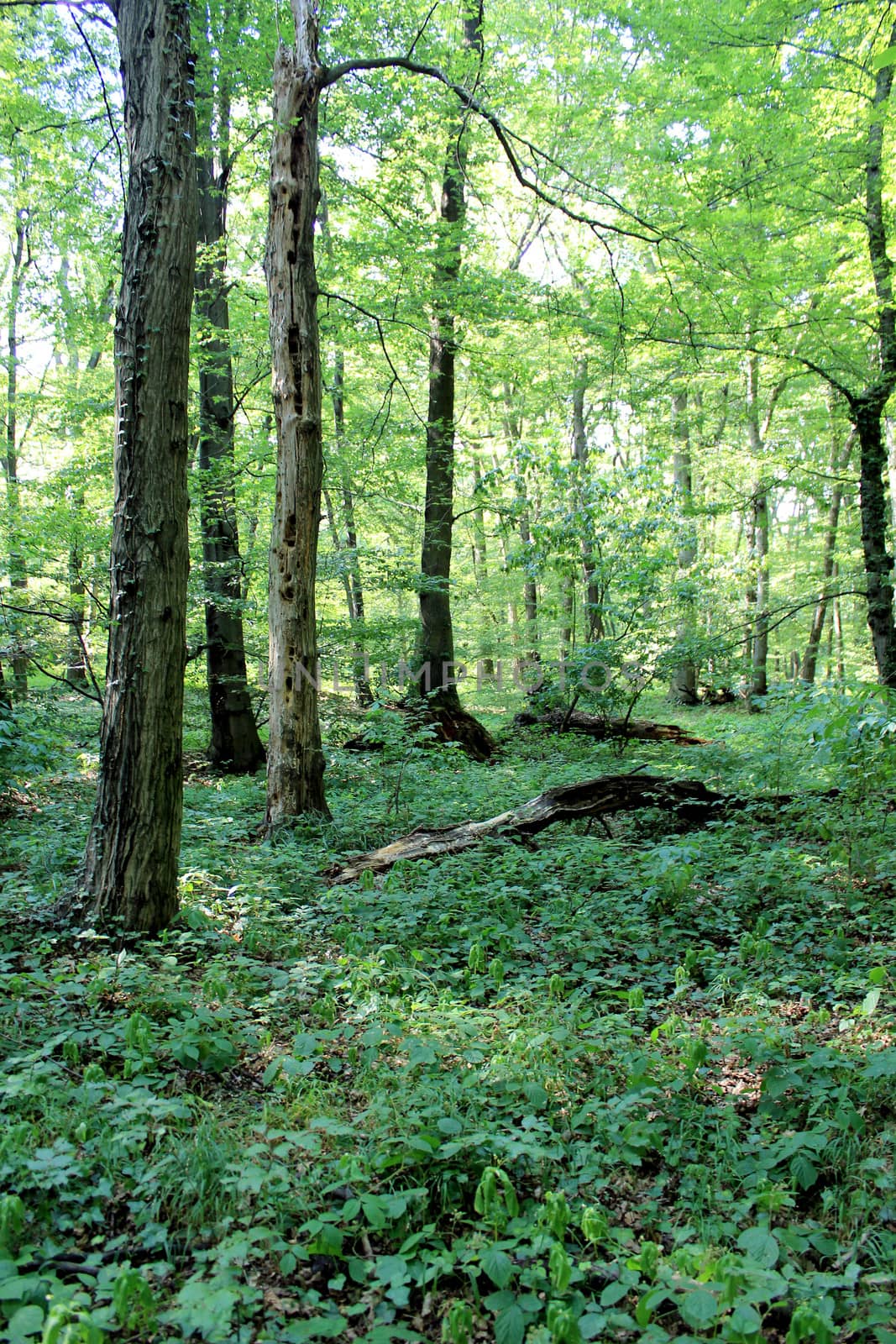 Famous forest park of Bratislava. Slovakia