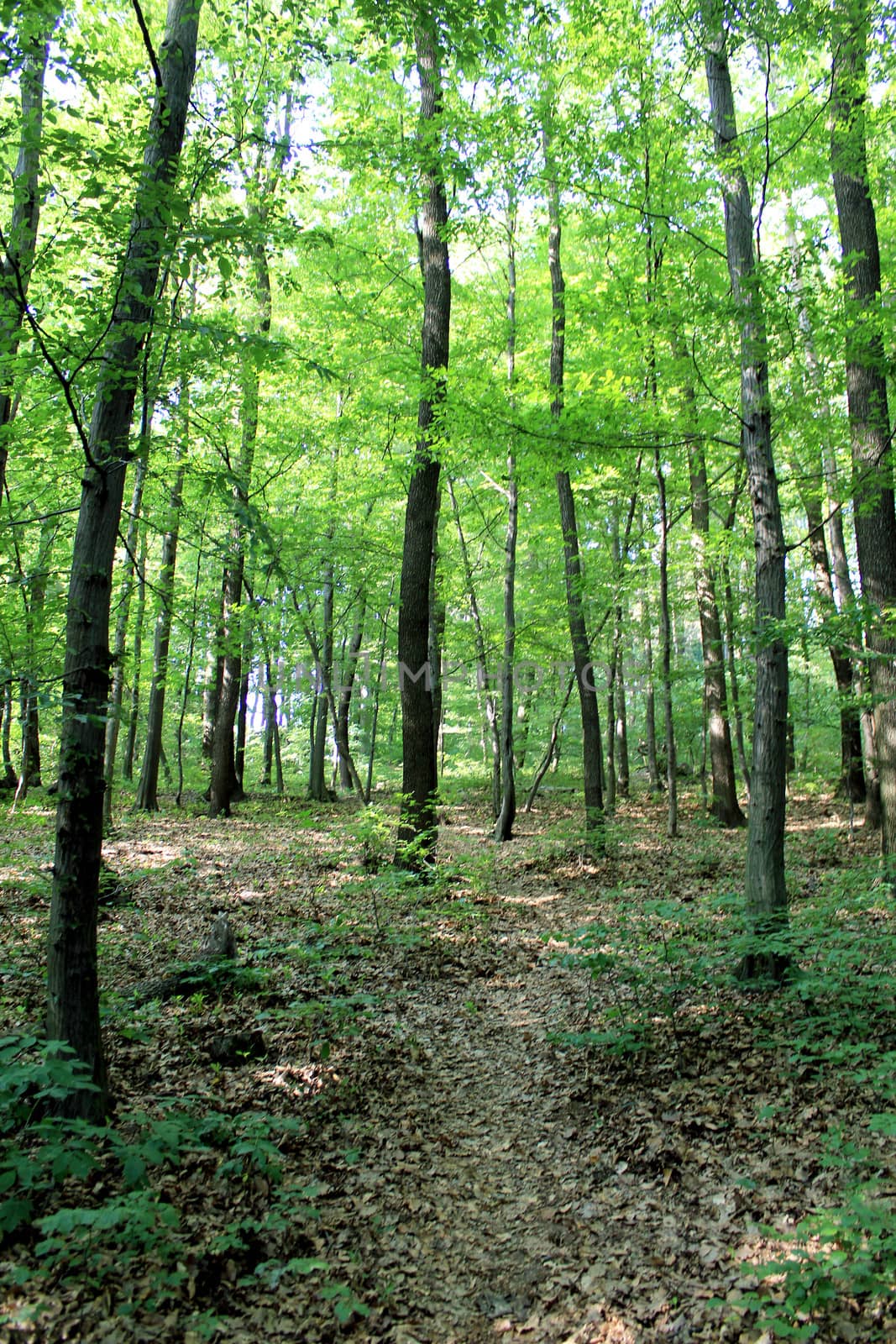 Famous forest park of Bratislava. Slovakia