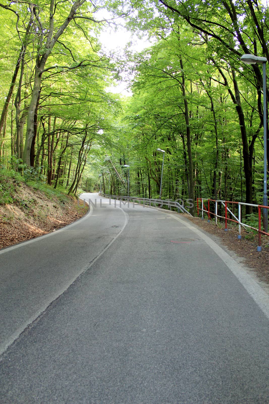 Famous forest park of Bratislava. Slovakia