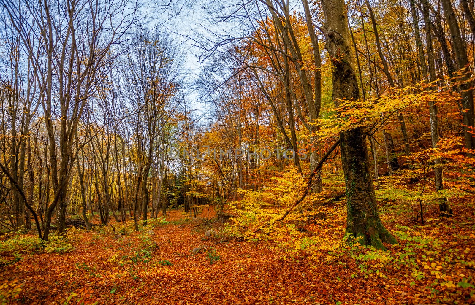 Beautiful day in the misty autumn forest