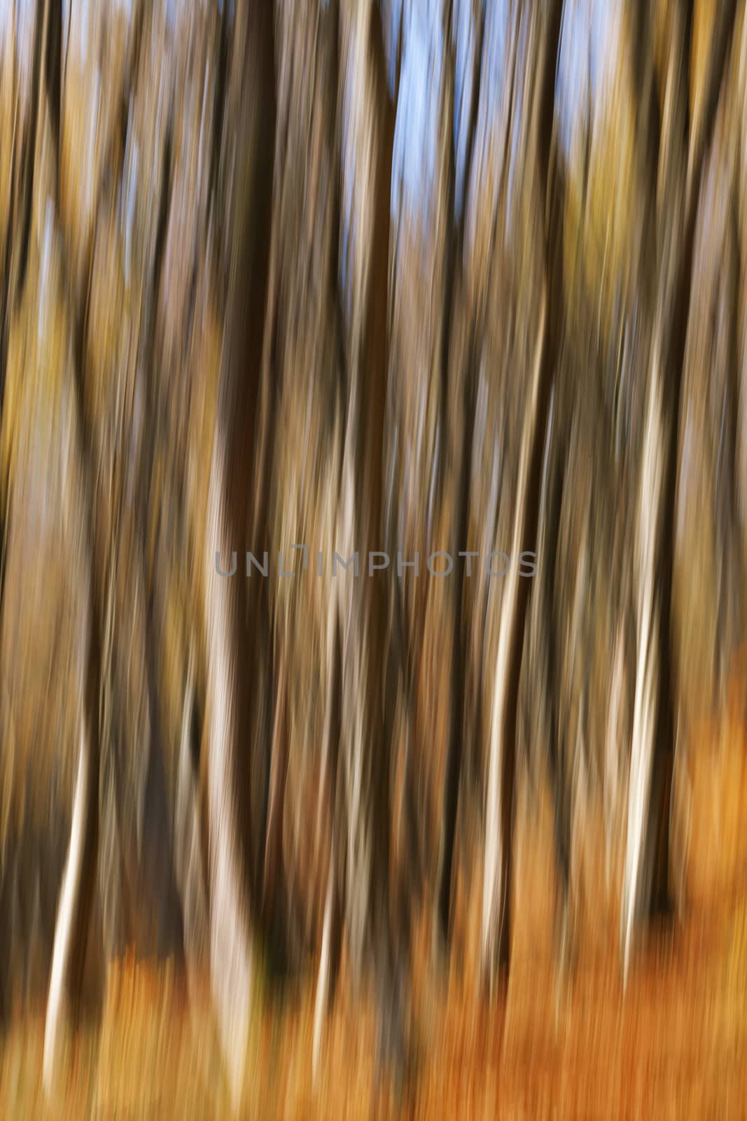 Abstract motion blur of trees in an autumn forest