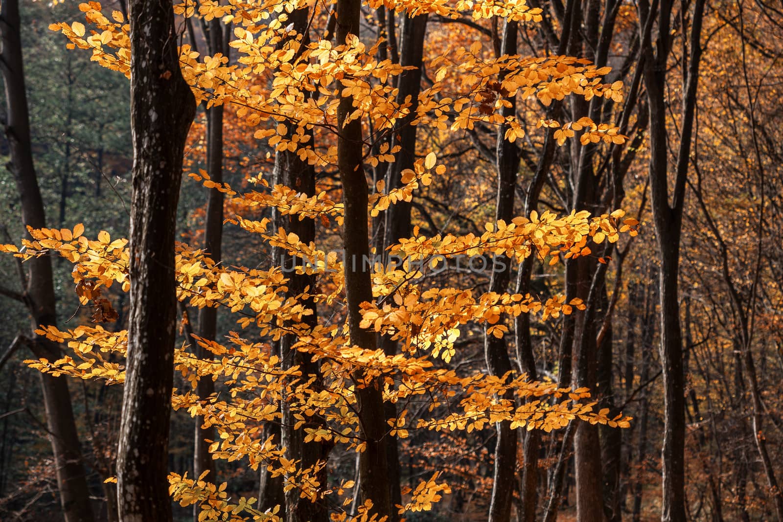 Beautiful day in the misty autumn forest