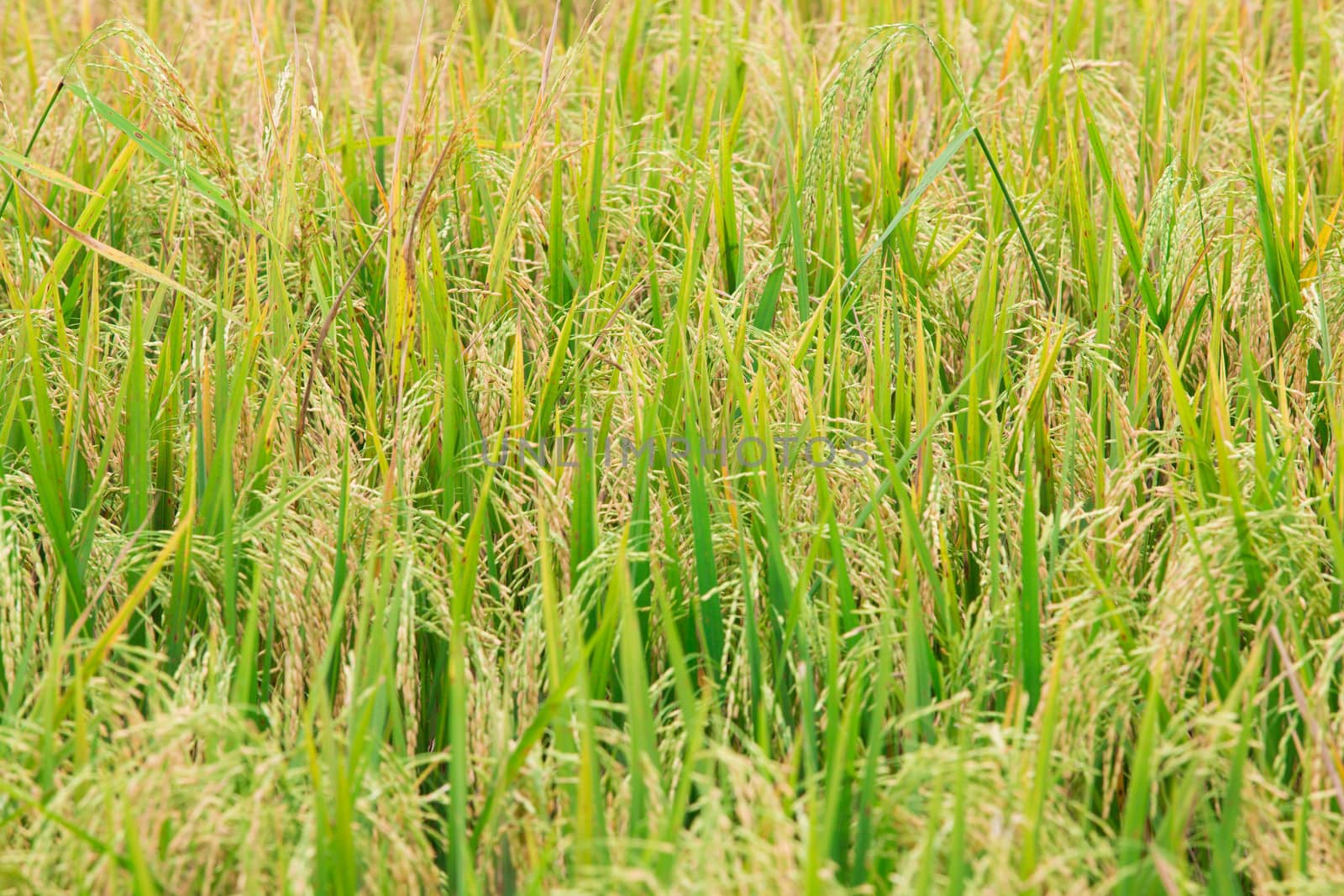 Rice fields in thai