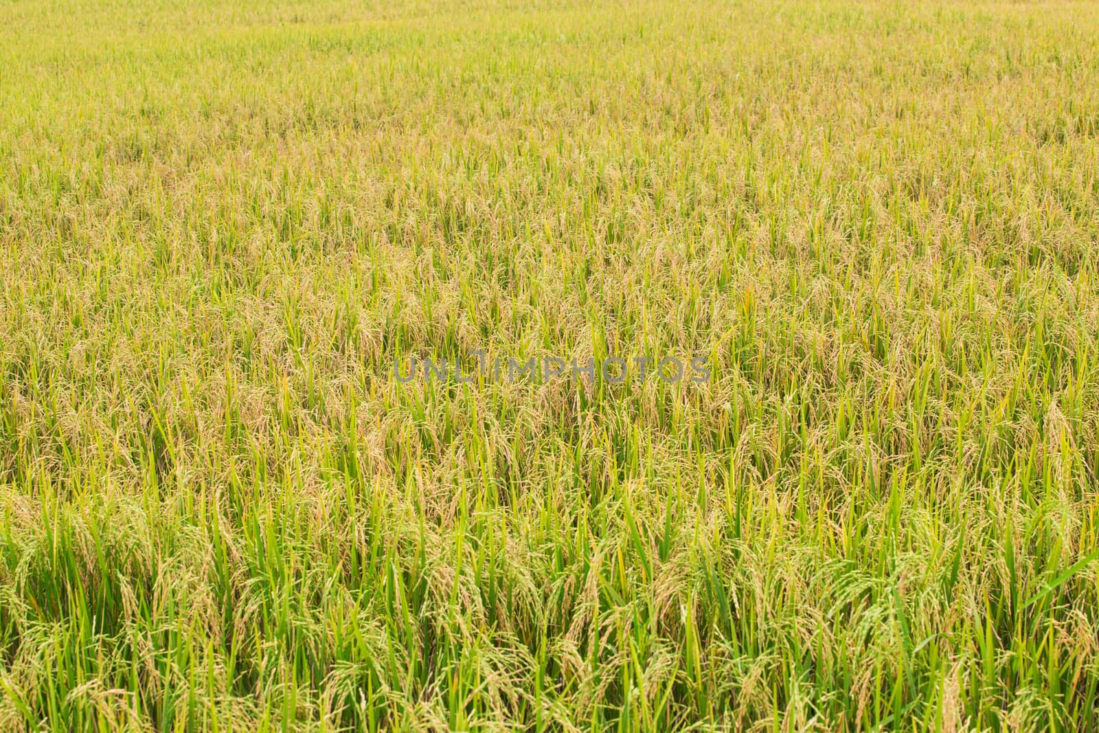 Rice fields by tuchkay