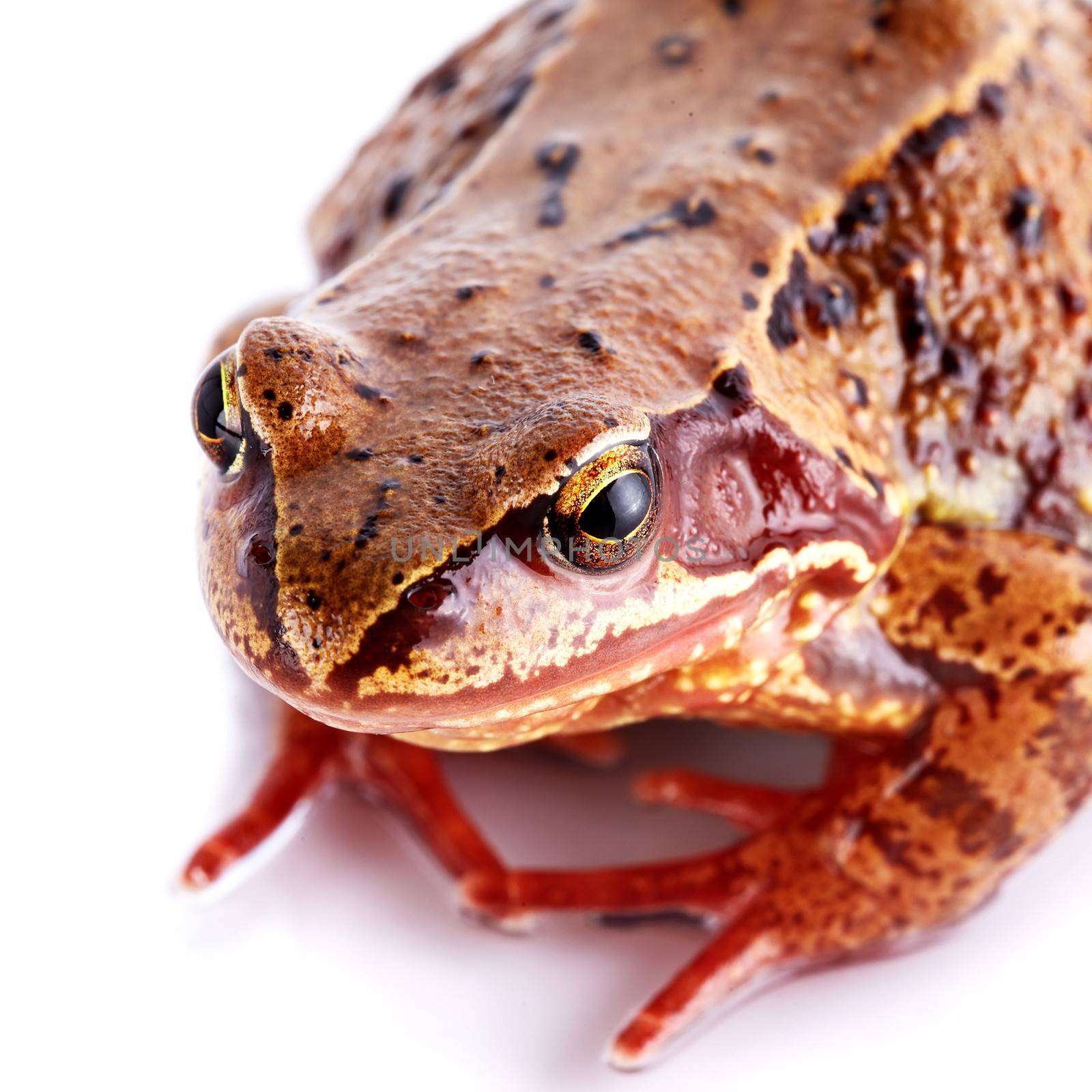 Common frog. Wet frog. Amphibian. Brown frog. Portrait of a frog.