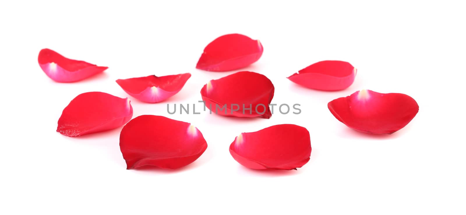 Beautiful red rose petals. Isolated on a white background.