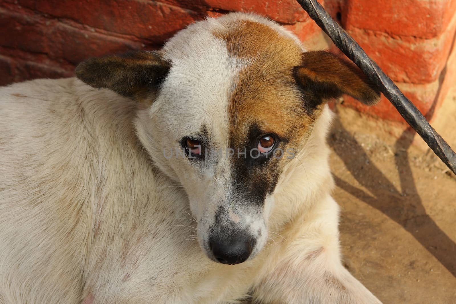 Bhaktapur Dog