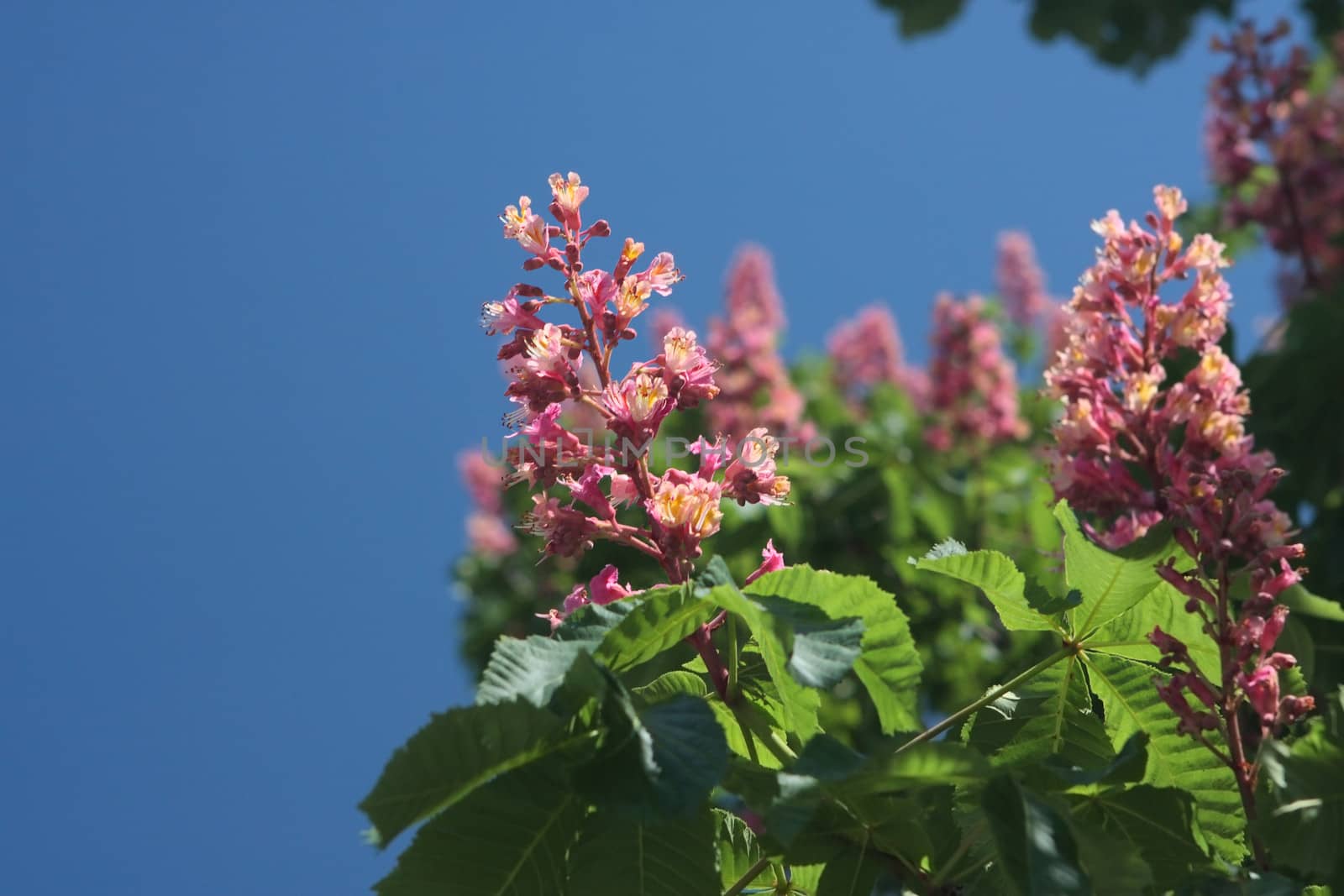 Blooming pink chestnut tree in Kiev by cococinema