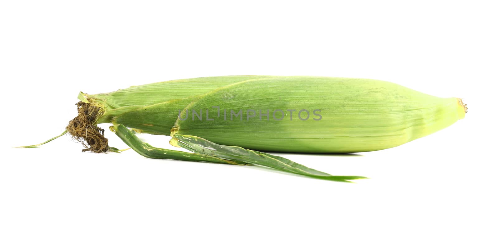 Closed corn cob. Isolated on a white background