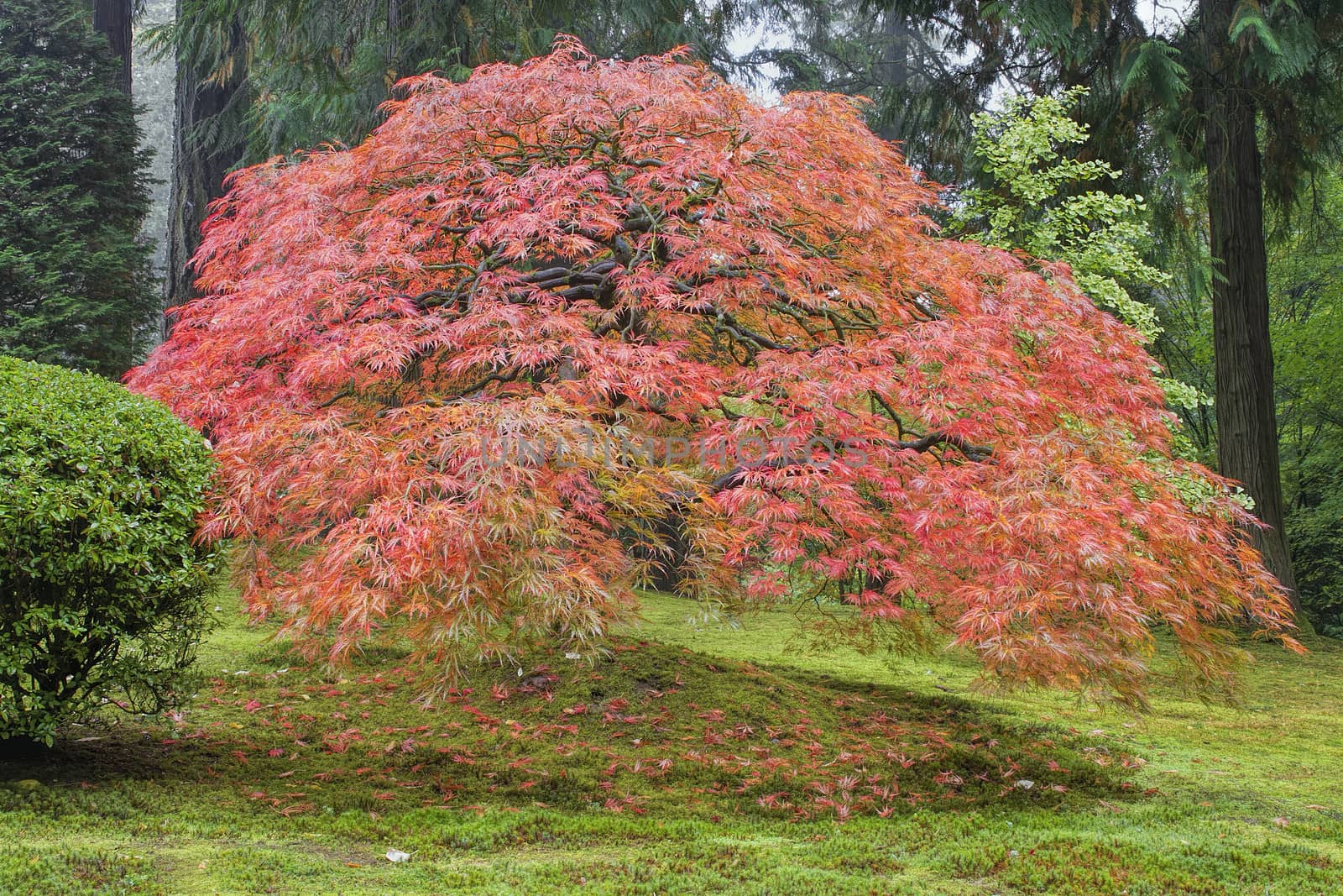 Old Japanese Laced Leaf Red Maple Tree in Autumn Season with Green Moss
