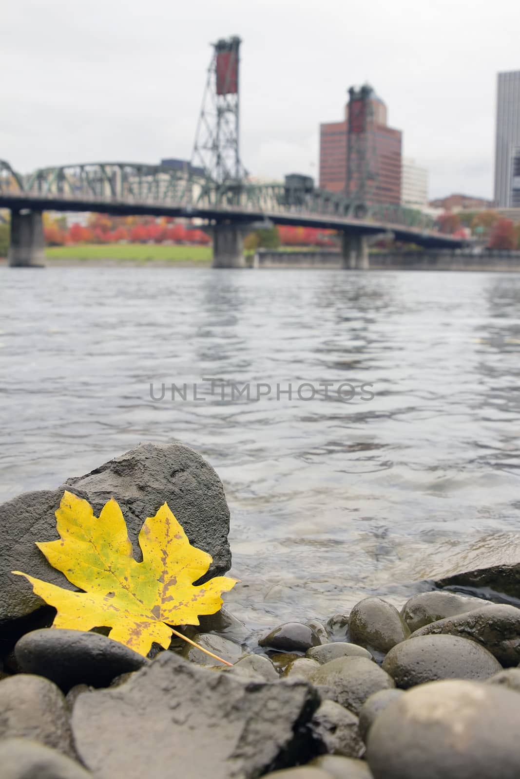 Fall Season Yellow Maple Leaf on the Rocks by the Banks of Willamette River in Portland Oregon with Hawthorne Bridge