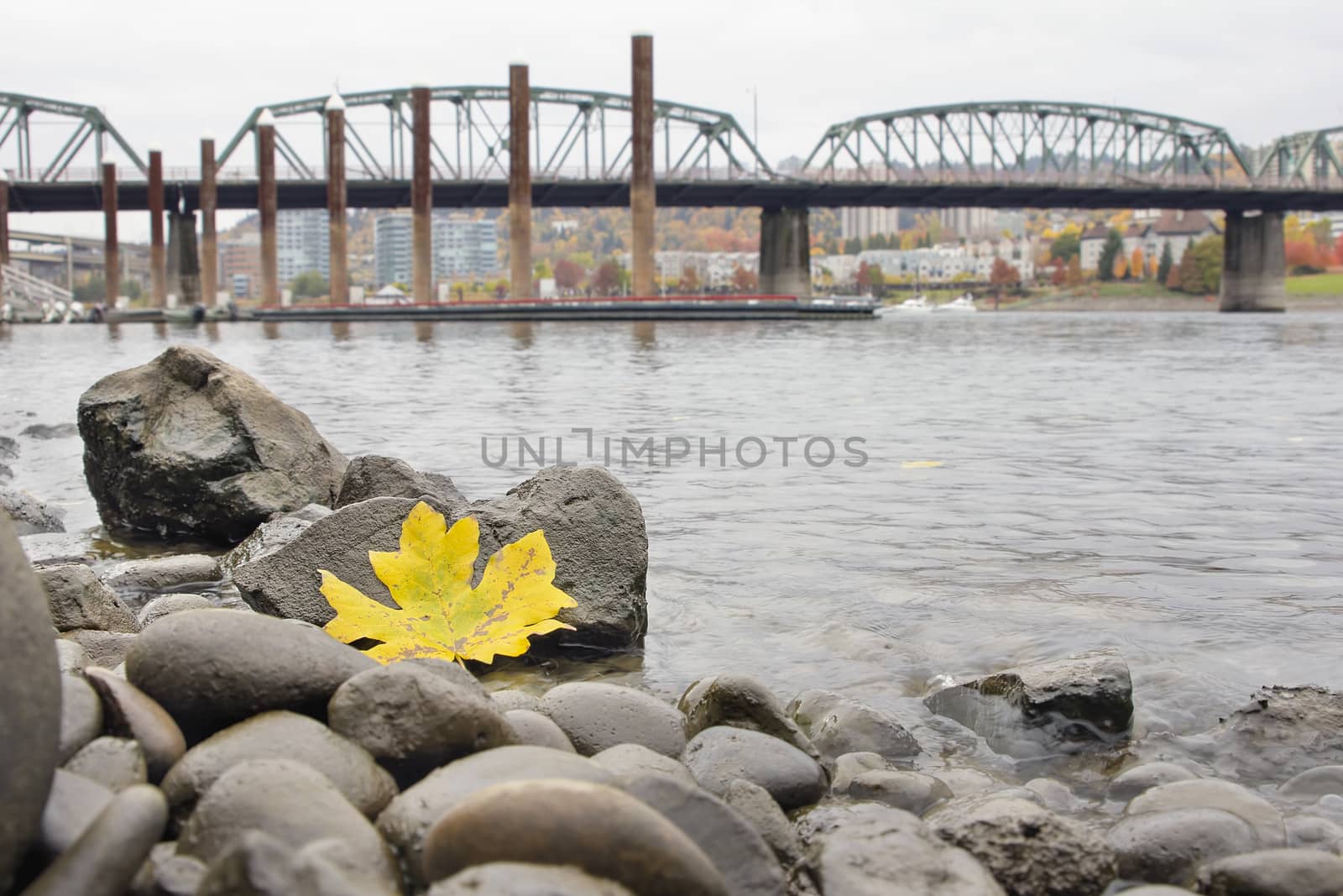 Fall Season Along Portland Willamette River by Marina by Davidgn