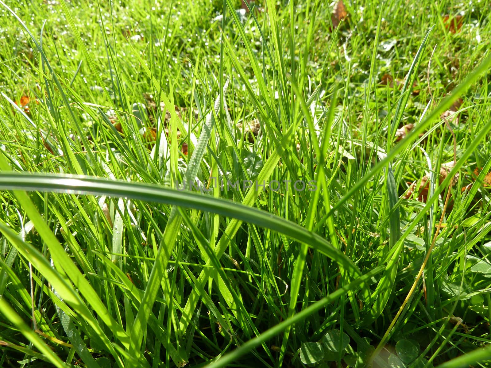 Grass blades by gazmoi