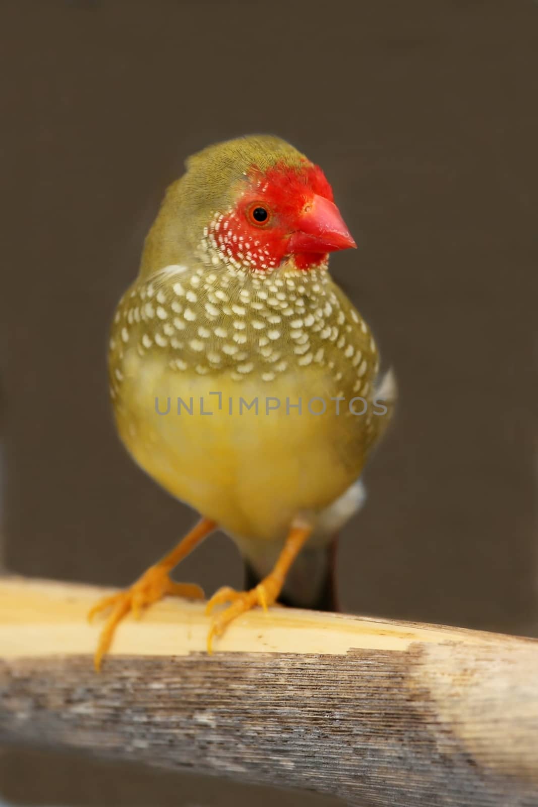 Beautiful male Star Fich from Australia with olve feathers and red head