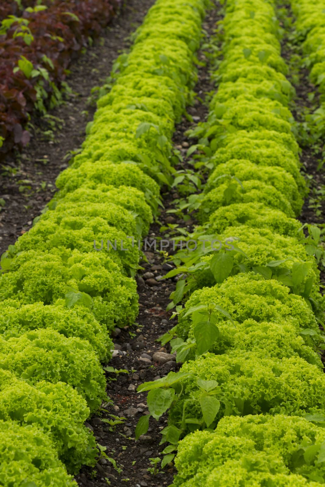 Green lettuce field by snowwhite