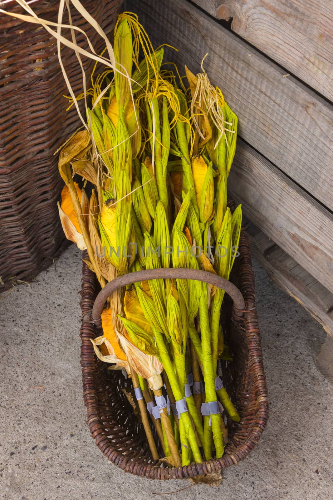 Corn Bouquet by snowwhite