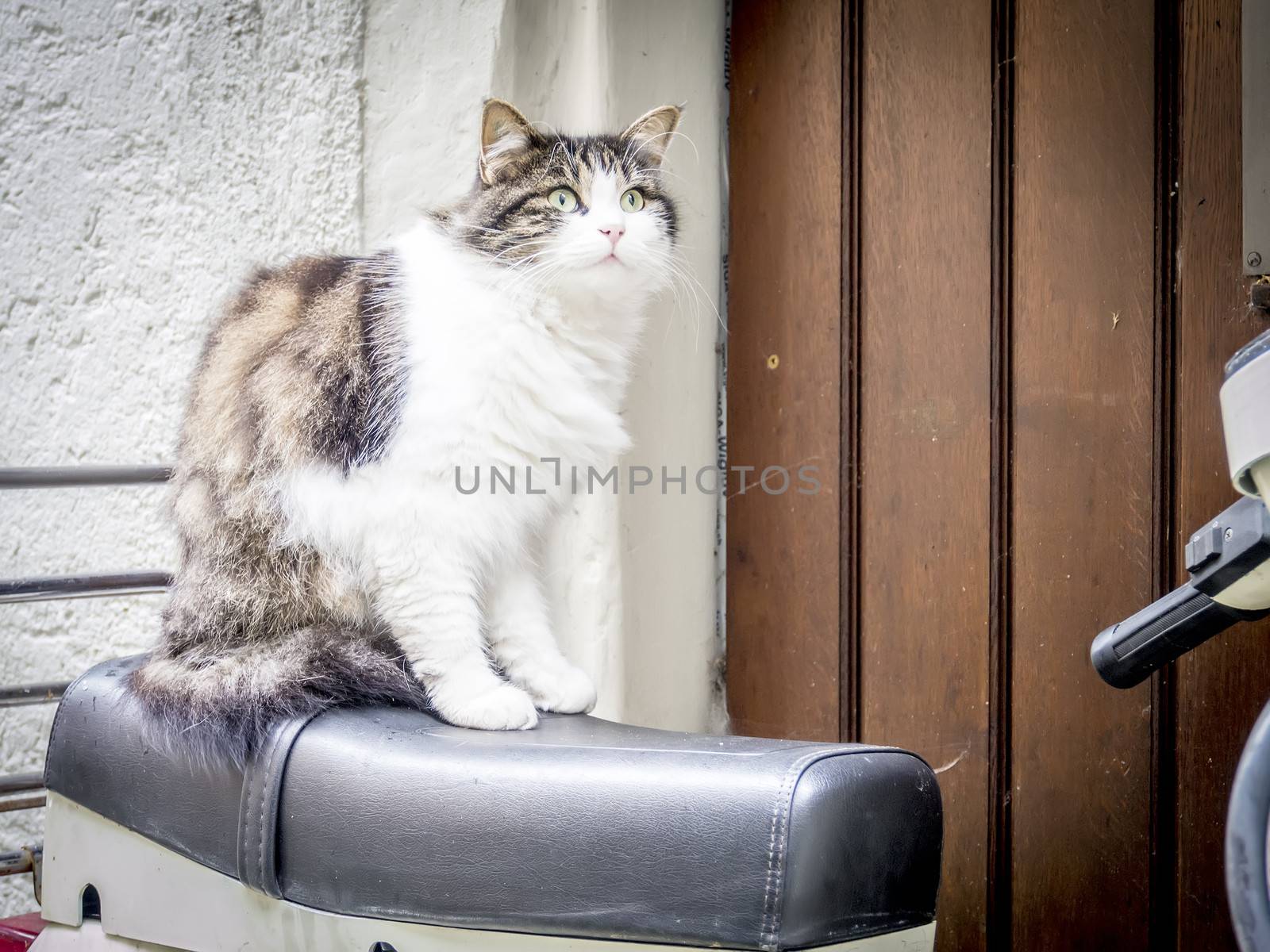 Picture of a cat it is sitting on a motor bike