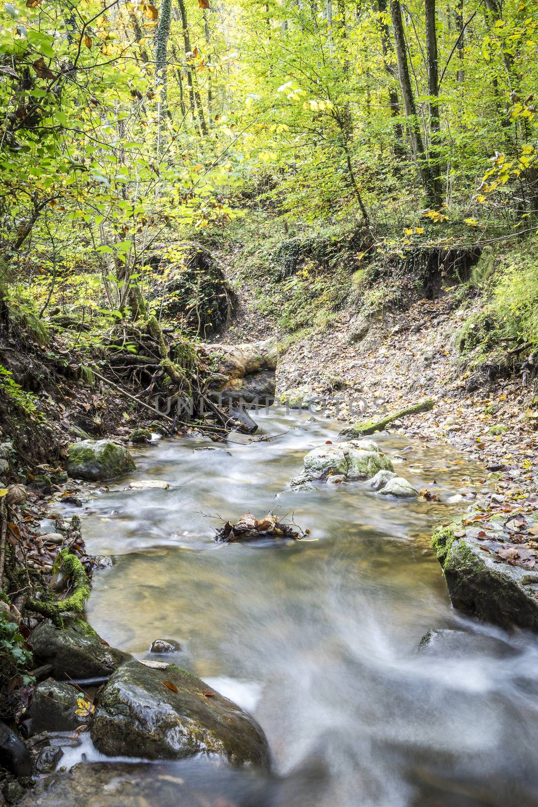 Picture of a stream in a forest in summer with a long exposure time in the autumn.
