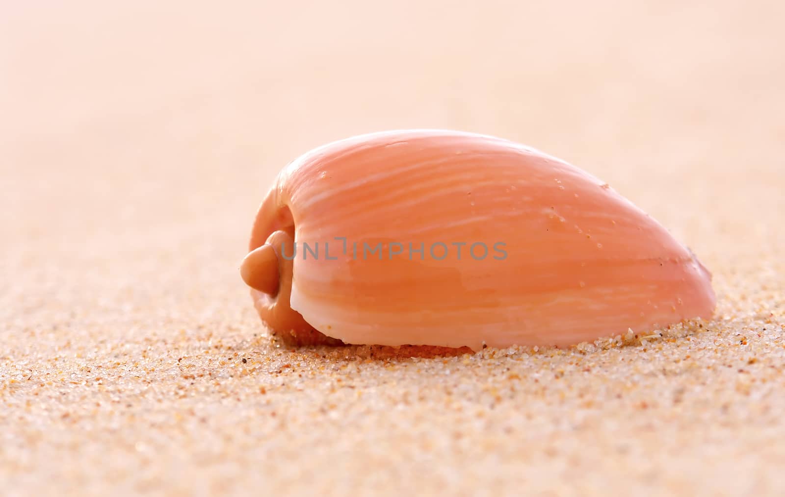 Sea shell detail in beach sand background