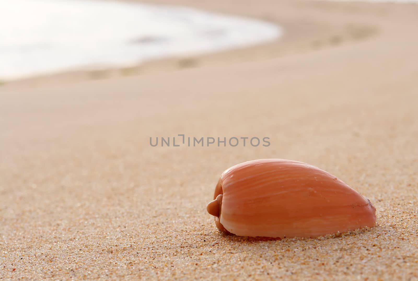 Sea shell detail in beach sand background                                                 