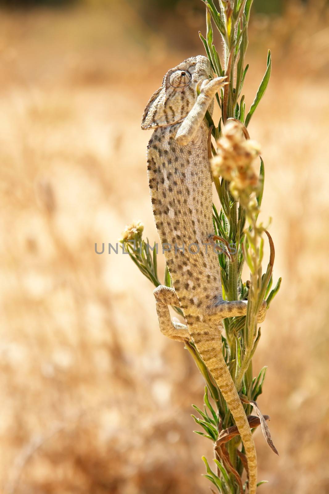 Close-up of Common Chameleon in the wild, Species: Chamaeleo chamaeleon. Mediterranean Region