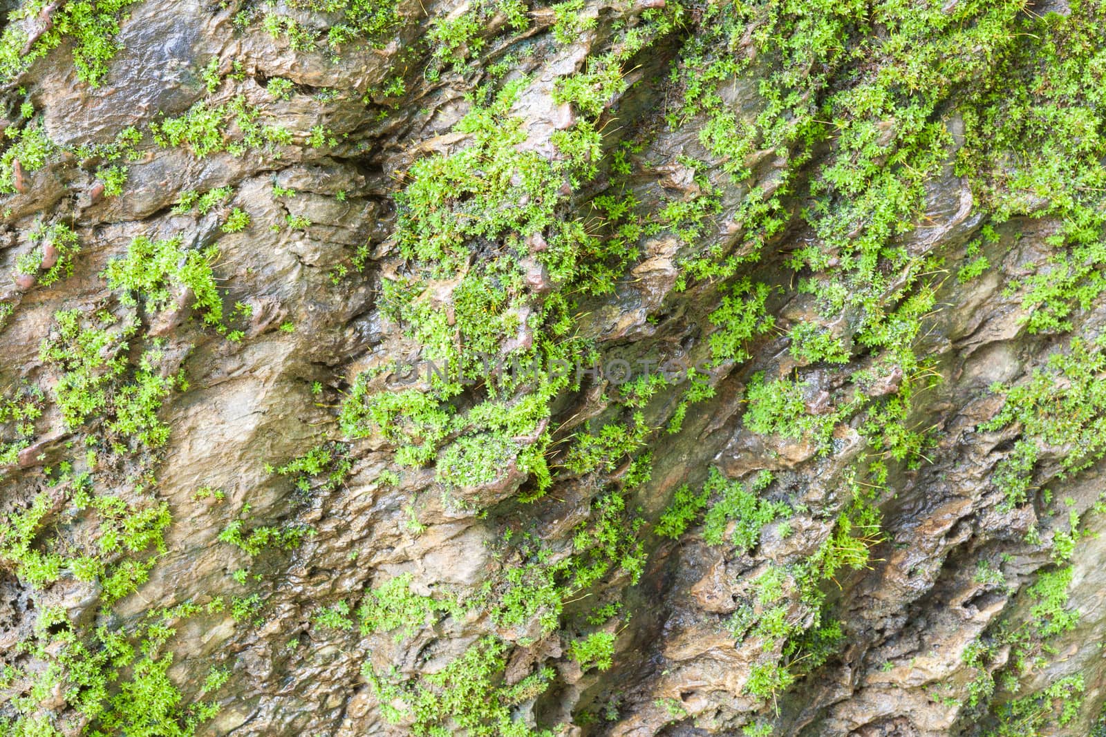 fresh moss on rock by panyajampatong