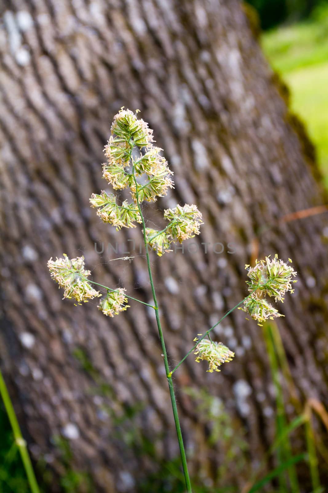 Simple Plant Nature Abstract by joshuaraineyphotography