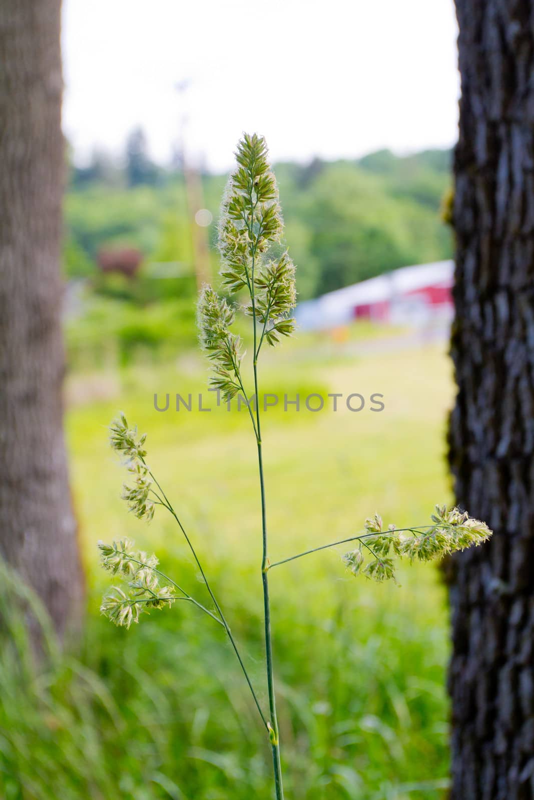 A weed is photographed in this vertical abstract image of a plant in nature.