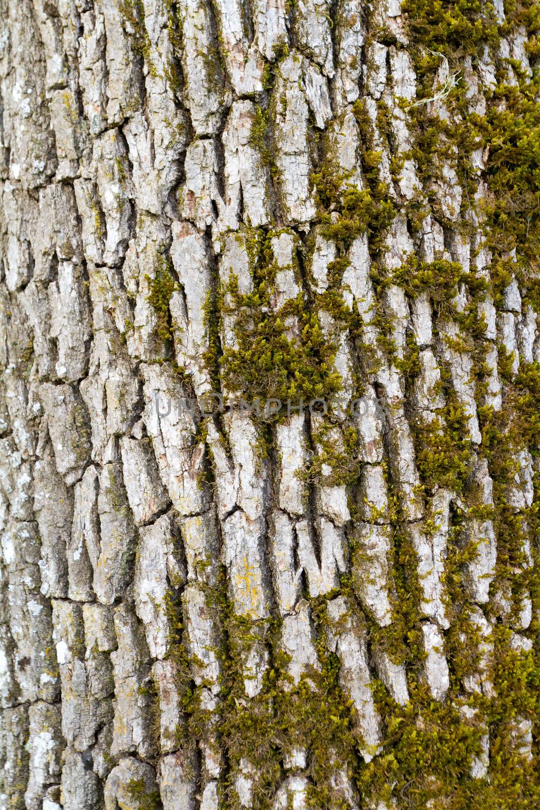 The bark of a tree is photographed as a vertical abstract in color. Nature background texture image.