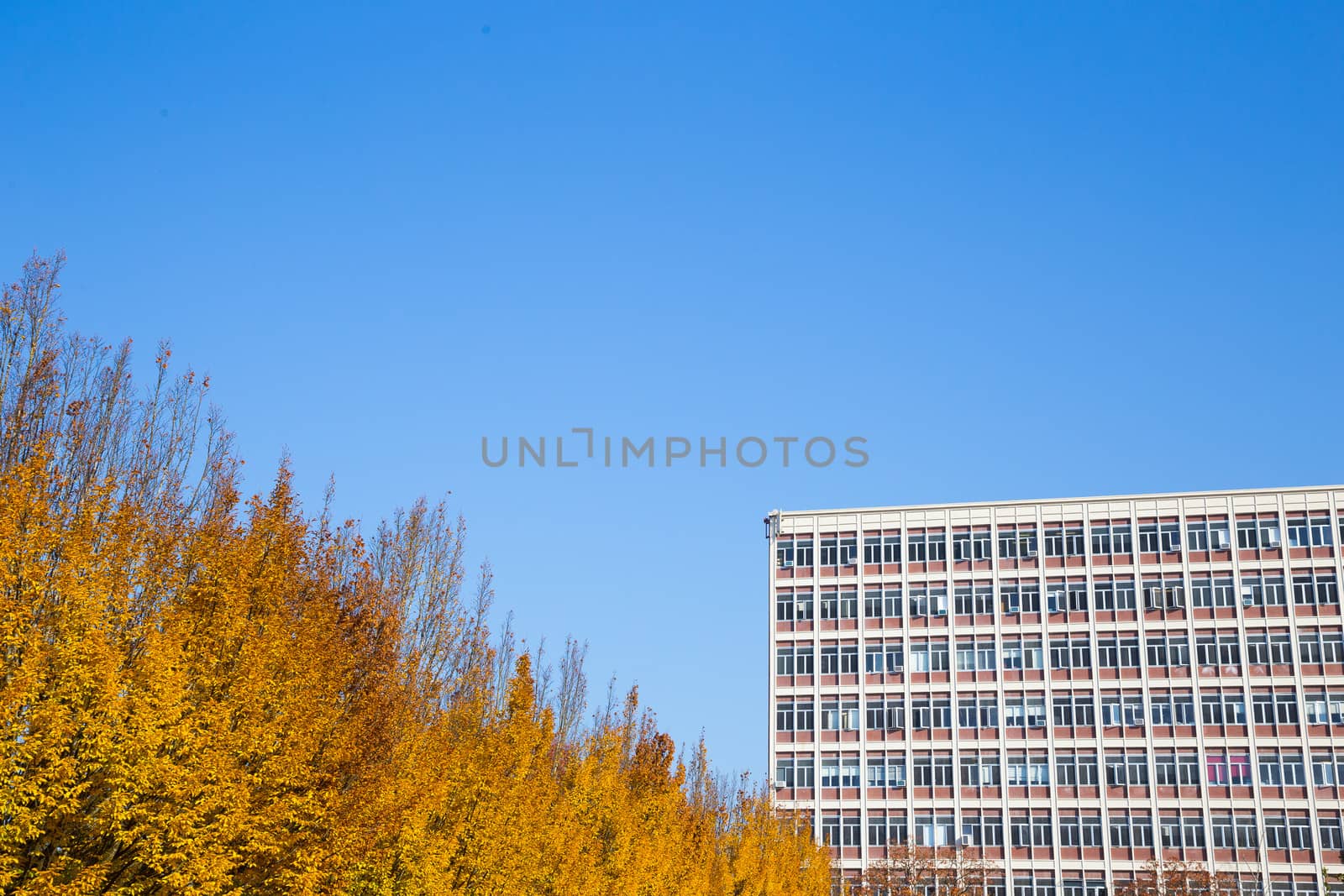 An abstract image of blue sky, a building, and some trees showing their fall color orange.