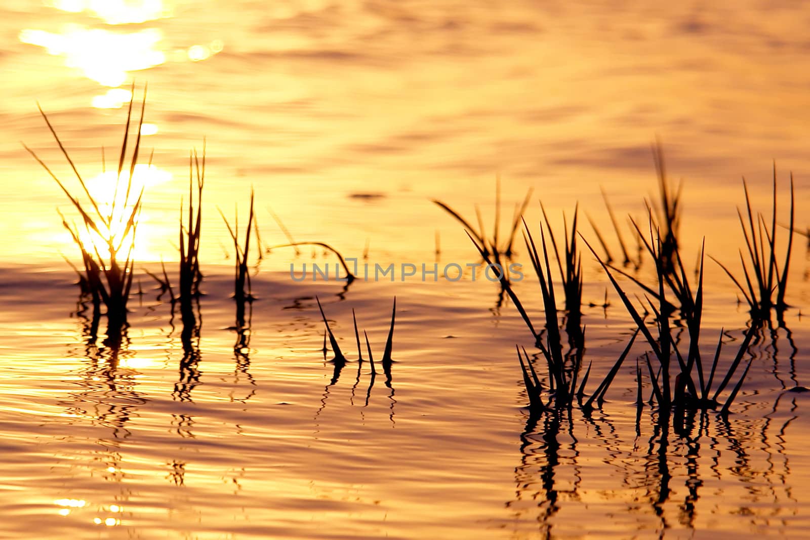 Sunrise in Ria Formosa, natural conservation region in Algarve, Portugal. 