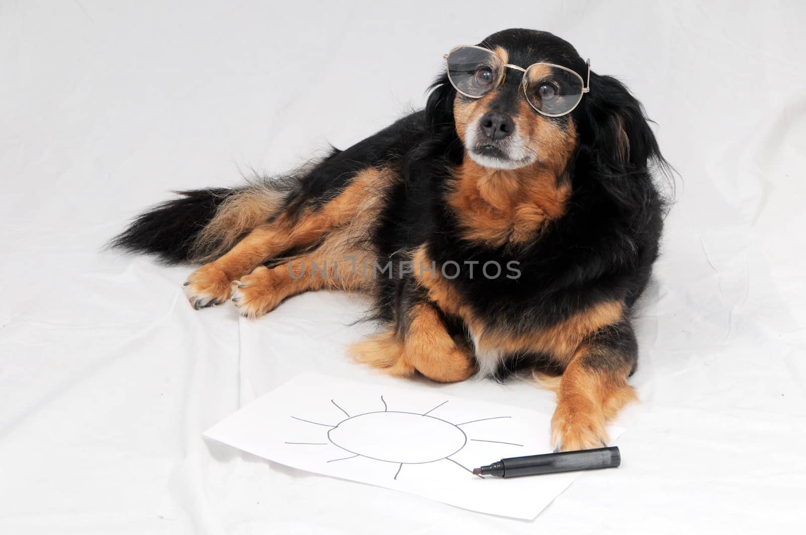 One Female Old Black Dog Drawing on a White Paper