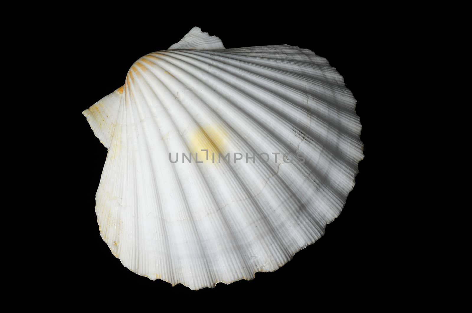 Sea Shell by underworld