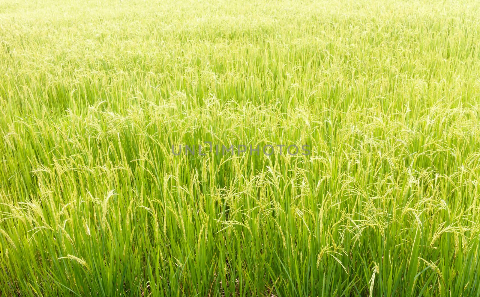 Rice field by panyajampatong