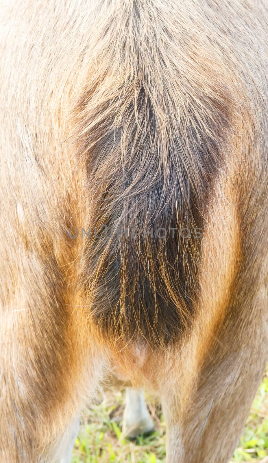 Closeup deer tail