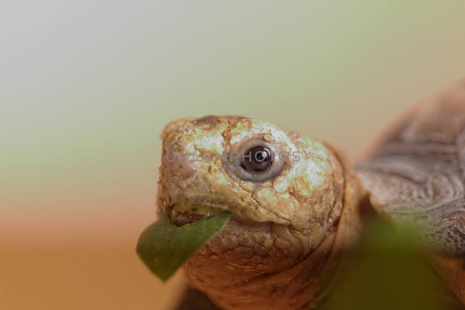 African Spurred Tortoise (Geochelone sulcata) isolated