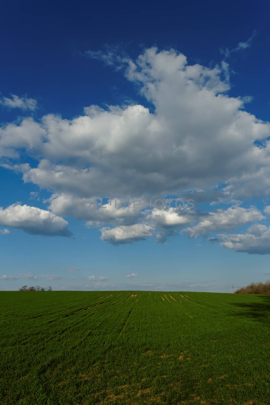 wheat field under the blue cloudy sky by NagyDodo